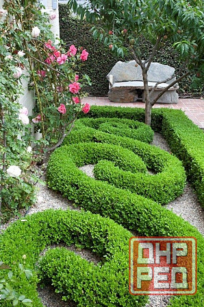 Самшит вечнозеленый Донецк - изображение 3