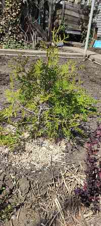 Туя западная Брабант Донецк