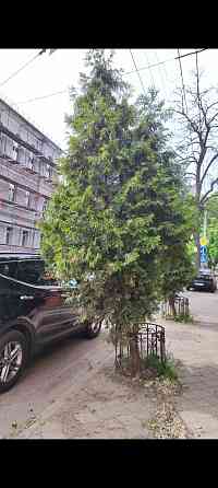 Туя западная Брабант Донецк