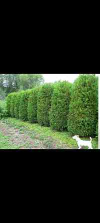 Туя западная Брабант Донецк