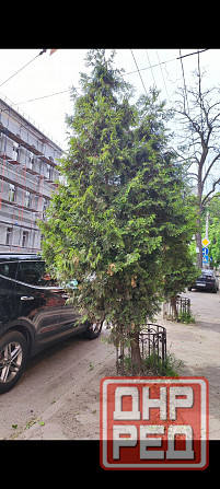 Туя западная Брабант Донецк - изображение 2