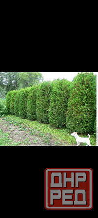 Туя западная Брабант Донецк - изображение 1