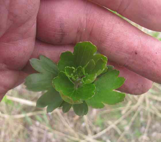 Все знают, шаланды и кифаль Донецк