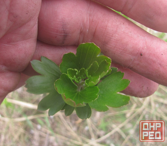 Все знают, шаланды и кифаль Донецк - изображение 1