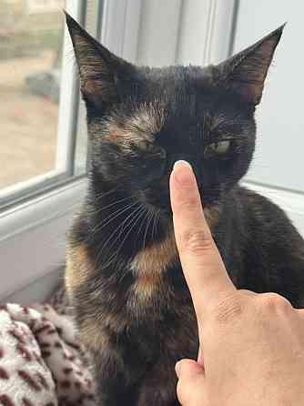 Отдам кошку в хорошие руки Макеевка