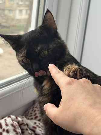 Отдам кошку в хорошие руки Макеевка
