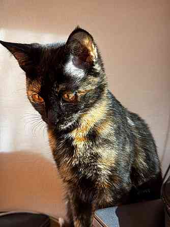 Отдам кошку в хорошие руки Макеевка