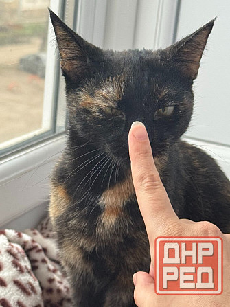 Отдам кошку в хорошие руки Макеевка - изображение 3