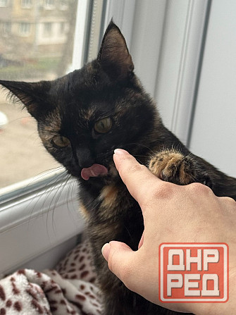 Отдам кошку в хорошие руки Макеевка - изображение 2