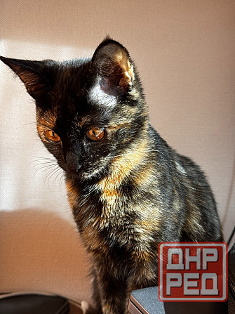 Отдам кошку в хорошие руки Макеевка - изображение 1