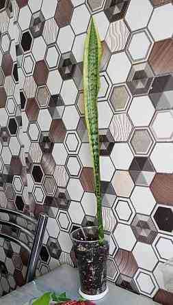 Сансевиерия Макеевка