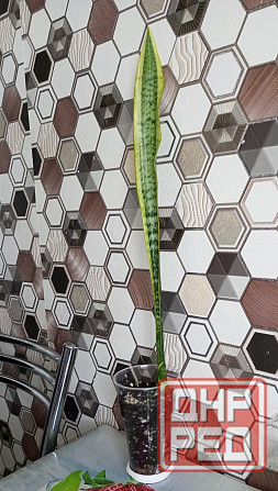 Сансевиерия Макеевка - изображение 1