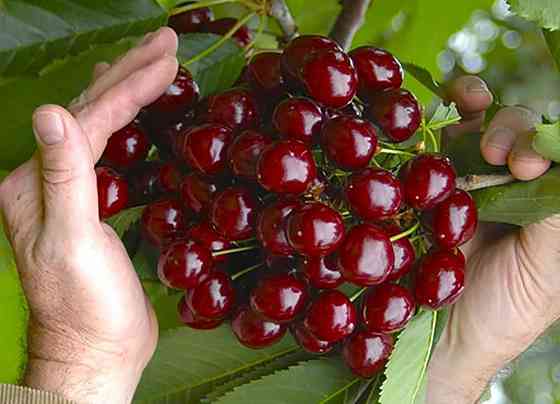 Дача в Бердянске у моря. Донецк