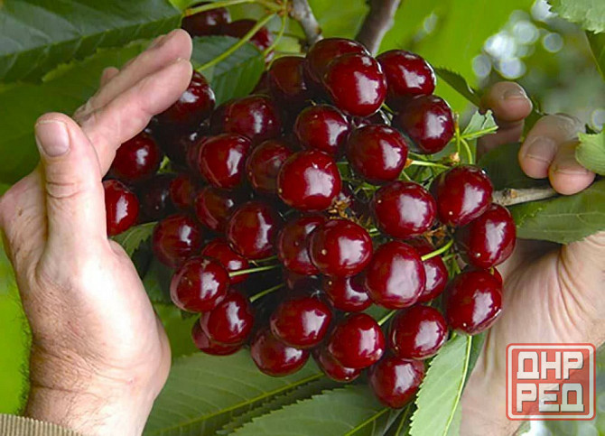 Дача в Бердянске у моря. Донецк - изображение 2