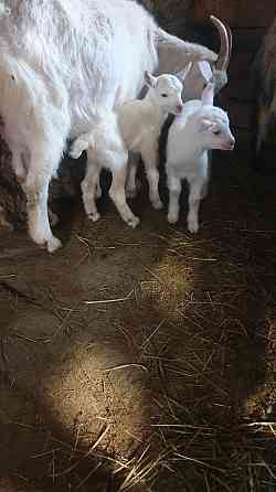 Продаем коз и козлят Донецк