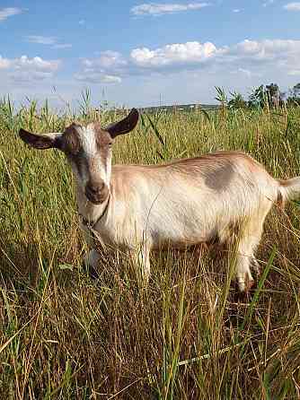 Продаем коз и козлят Донецк