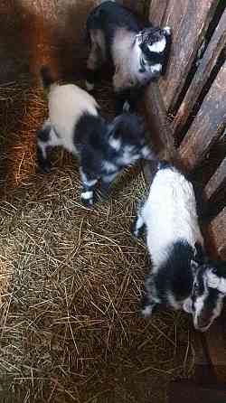 Продаем коз и козлят Донецк