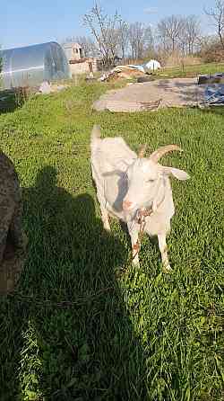 Продаем коз и козлят Донецк