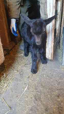 Продаем коз и козлят Донецк