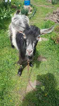 Продаем коз и козлят Донецк