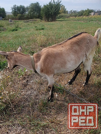 Продаем коз и козлят Донецк - изображение 7