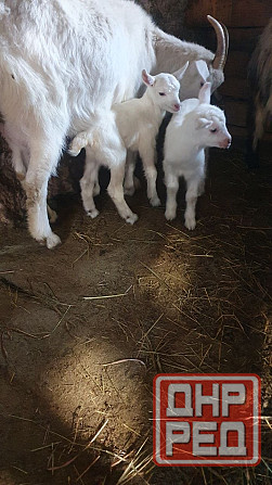 Продаем коз и козлят Донецк - изображение 4