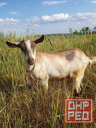 Продаем коз и козлят Донецк - изображение 1