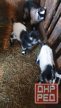 Продаем коз и козлят Донецк - изображение 6