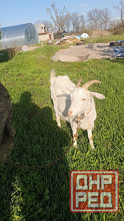 Продаем коз и козлят Донецк - изображение 2