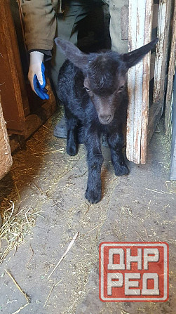 Продаем коз и козлят Донецк - изображение 5