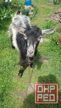 Продаем коз и козлят Донецк - изображение 3