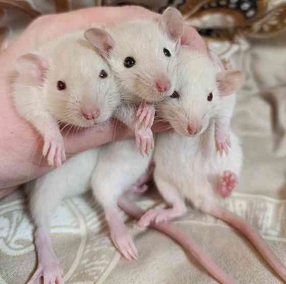 Крысята Дамбо Донецк