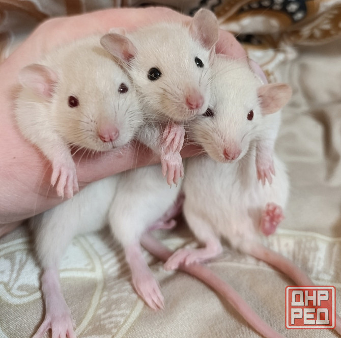 Крысята Дамбо Донецк - изображение 1