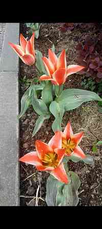 Тюльпаны Донецк