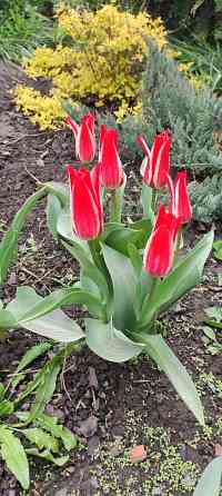 Тюльпаны Донецк