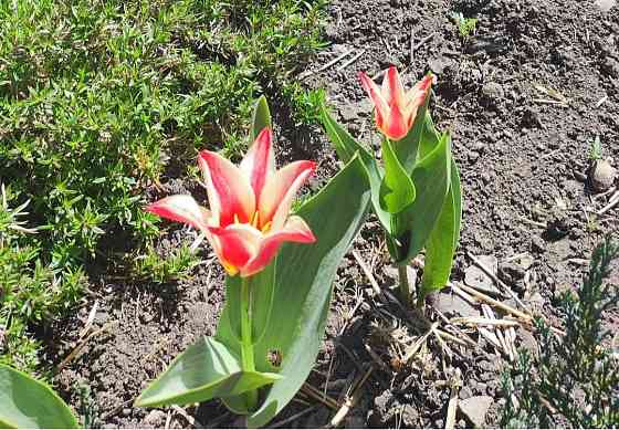 Тюльпаны Донецк