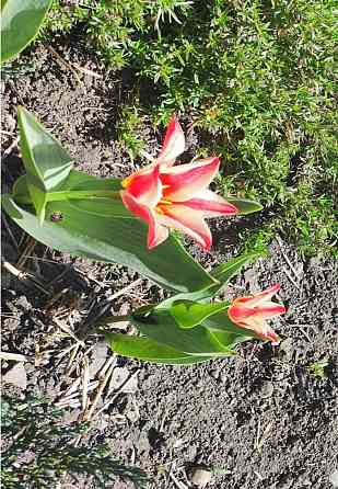 Тюльпаны Донецк