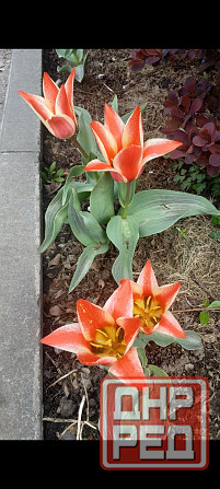 Тюльпаны Донецк - изображение 2