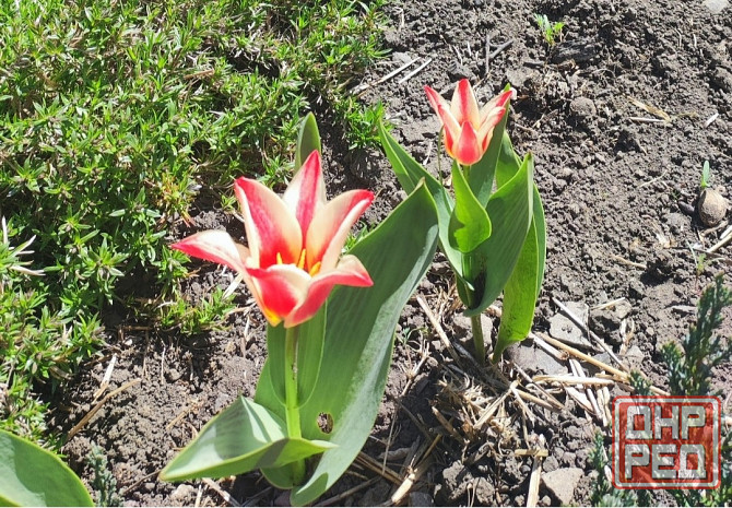 Тюльпаны Донецк - изображение 1