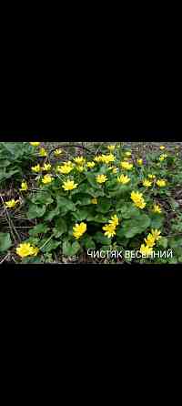 Чистяк весенний Донецк