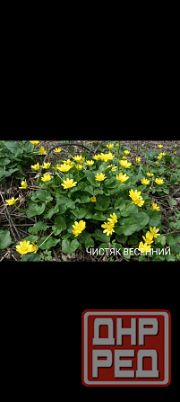Чистяк весенний Донецк - изображение 1