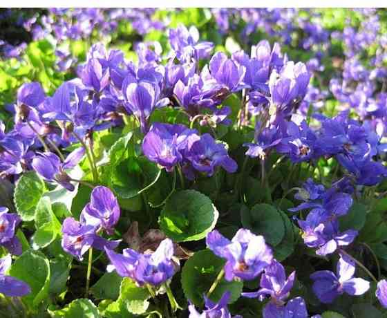 Фиалка садовая Донецк