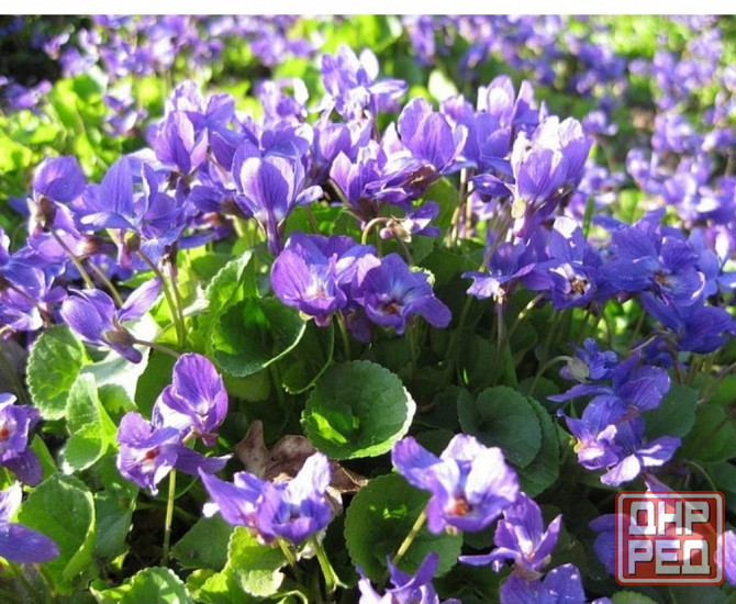 Фиалка садовая Донецк - изображение 1