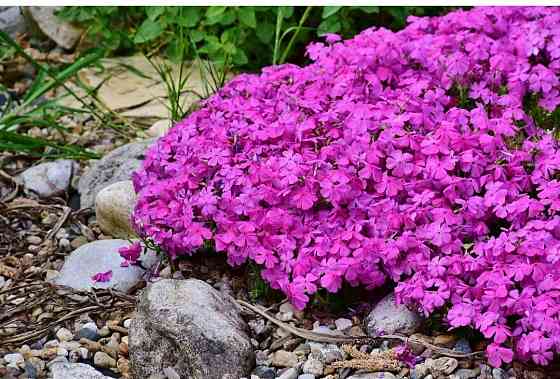 Флокс шеловидный малиновый Донецк