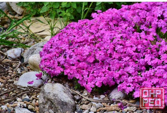 Флокс шеловидный малиновый Донецк - изображение 1