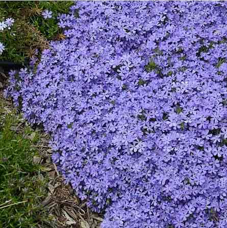 Флокс шеловидный сиреневый Донецк