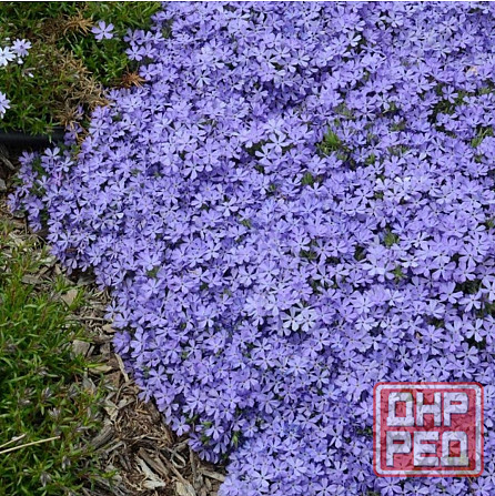Флокс шеловидный сиреневый Донецк - изображение 1