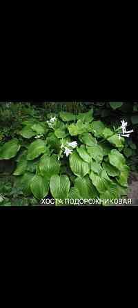 Хоста подорожниковая Донецк