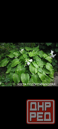 Хоста подорожниковая Донецк - изображение 1