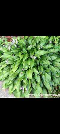 Хоста узколистая Донецк